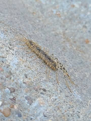 Scutigera coleoptrata