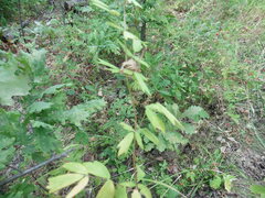 Thalictrum flavum