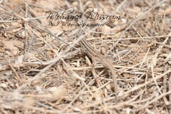 Ophisops occidentalis