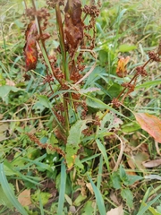 Rumex obtusifolius