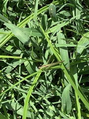 Conocephalus fasciatus
