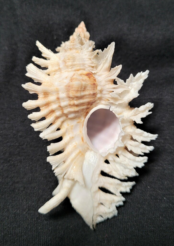 Lace Murex
