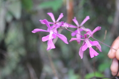 Encyclia