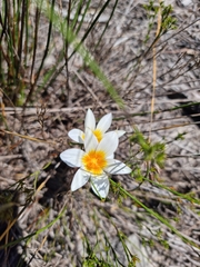 Romulea schlechteri