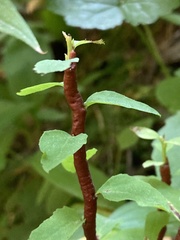 Calyptospora