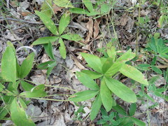 Potentilla alba