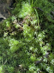 Atrichum angustatum