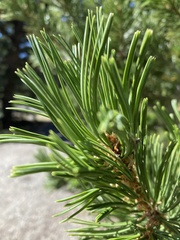 Pinus albicaulis