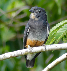 Chelidoptera tenebrosa