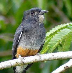 Chelidoptera tenebrosa