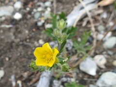 Potentilla arenosa