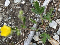 Potentilla arenosa