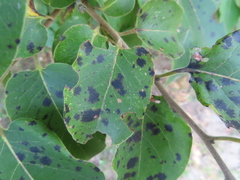 Pseudocercospora kaki