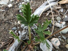 Potentilla arenosa