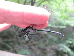 Stenogomphurus rogersi