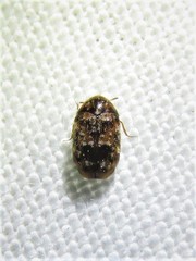 Trogoderma ornatum