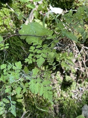 Cryptogramma stelleri