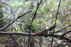 Anolis rubribarbus