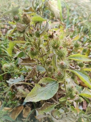 Arctium minus