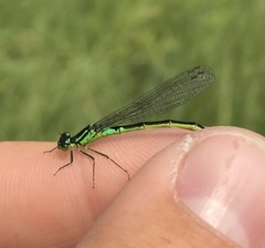 Coenagrion armatum