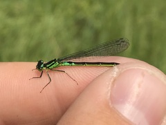 Coenagrion armatum