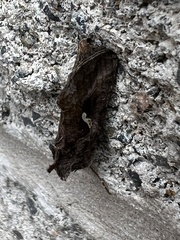 Autographa precationis