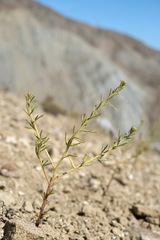 Cleome ornithopodioides