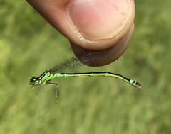 Coenagrion armatum