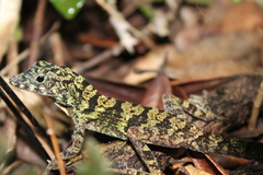 Anolis rubribarbus