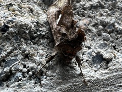 Autographa precationis