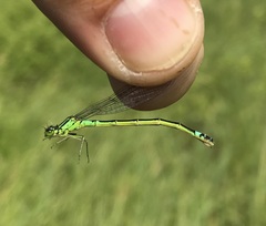 Coenagrion armatum