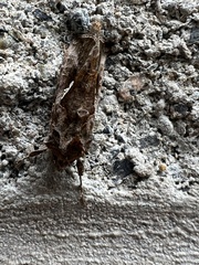 Autographa precationis