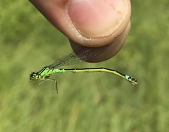 Coenagrion armatum