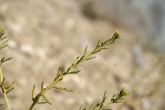 Cleome ornithopodioides
