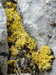 Vulpicida juniperinus