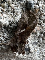 Autographa precationis