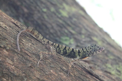 Anolis rubribarbus