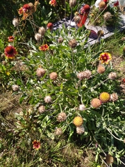 Gaillardia aristata
