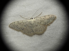 Scopula marginepunctata