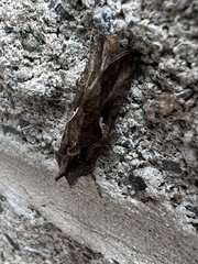 Autographa precationis
