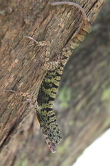 Anolis rubribarbus