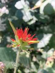 Castilleja suksdorfii