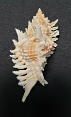 Chicoreus florifer