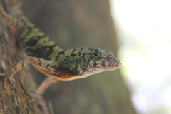 Anolis rubribarbus