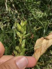 Pedicularis ascendens