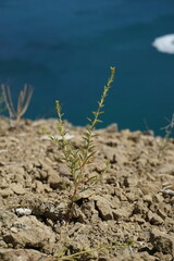 Cleome ornithopodioides