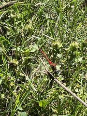 Sympetrum ambiguum