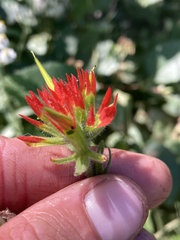 Castilleja suksdorfii