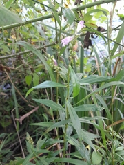Physostegia virginiana
