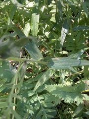 Castilleja suksdorfii